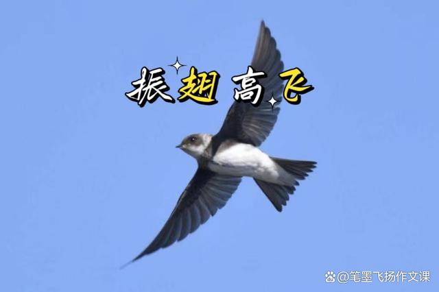 关于史篤灣展翅高飞，振翅追逐胜利航程的信息
